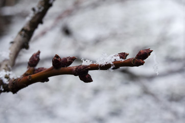 branch apricots with swollen buds, which fell snowflakes, in early spring