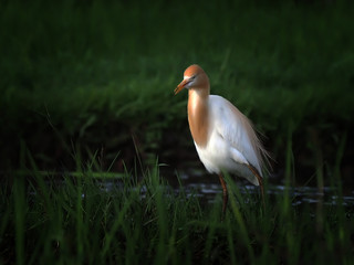 egret the position for prey