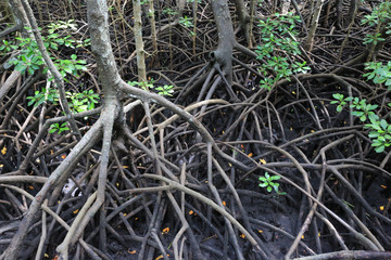 Obraz premium magrove trees in Zanzibar