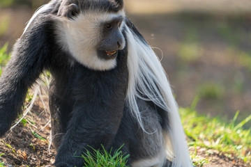 Colubusaffe