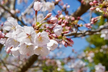 桜の蕾と花びら