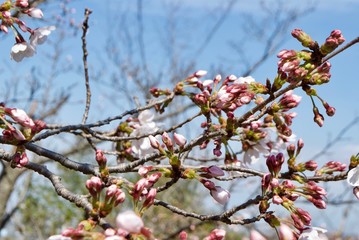 桜の木