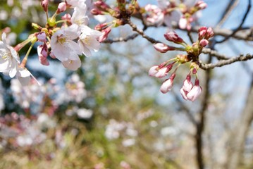 桜の木