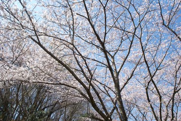 桜の木