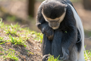 Colubusaffe