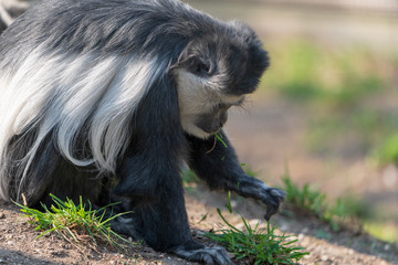 Colubusaffe