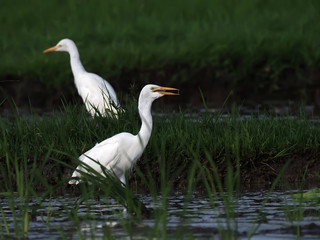 egret the position for prey