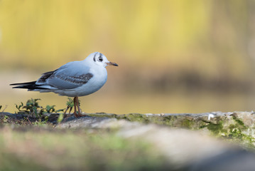 isolated black-headed gull on a wall at a pond