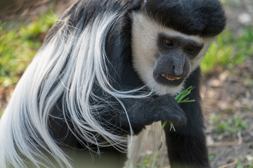 Colubusaffe