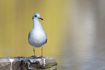 isolated black-headed gull on a wall at a pond