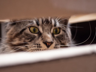 the cat hiding in a box