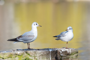 pair of black-headed gulls on a wall at a pond