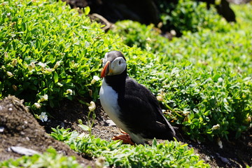 beautiful bird puffin 