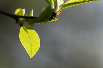 green and young leaf in the sunshine