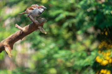 Kleiner Vogel auf Ast