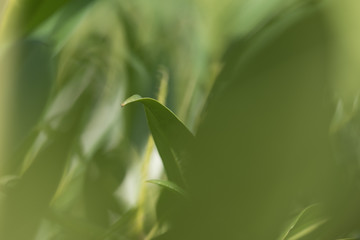 palm leaves mixed up