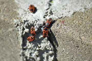 Gemeine Feuerwanze (Pyrrhocoris apterus)