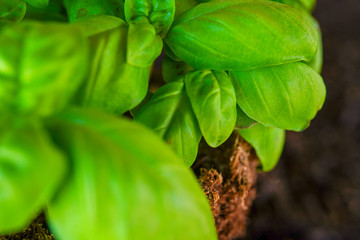 Basil leaves,close-up photo. Plant diseases, fading herb in the garden