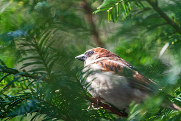 Kleiner Vogel auf Ast im Baum
