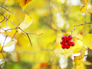 Autumn golden background. Red berries on thorny branches hawthorn or thornapple. Crataegus, hawthorn close-up