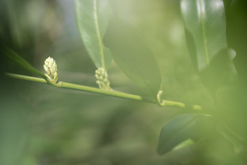 brache with young buds and leaves