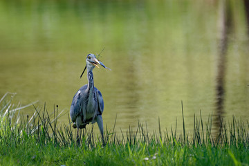 Héron cendré à la pêche