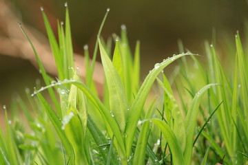 Dew on the grass