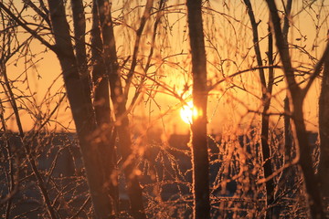 sunset in forest
