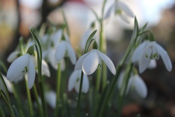 spring crocus flowers