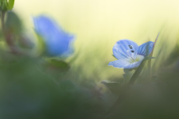 speedwell flower isolated and growing on a green