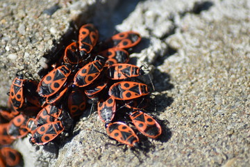 Gemeine Feuerwanze (Pyrrhocoris apterus)