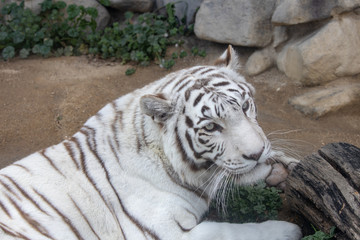 ホワイトタイガー