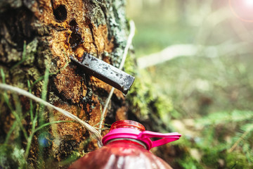 Naklejka premium drops of birch sap from a tree trunk.