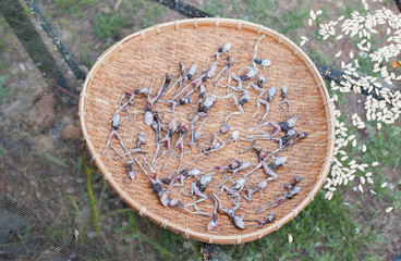  Tray to put in a little frog to dry for crispy
