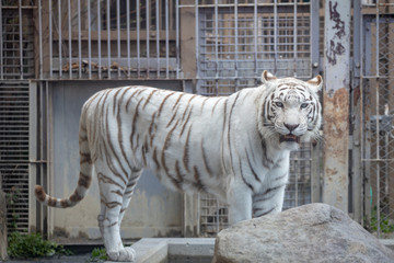 ホワイトタイガー