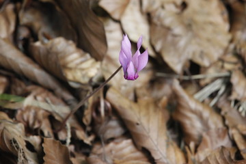 Fiori