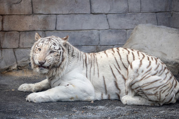 ホワイトタイガー