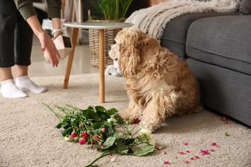 Owner scolding naughty dog for making mess