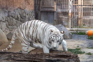 ホワイトタイガー