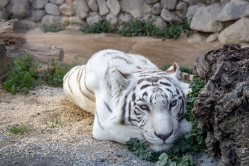 ホワイトタイガー