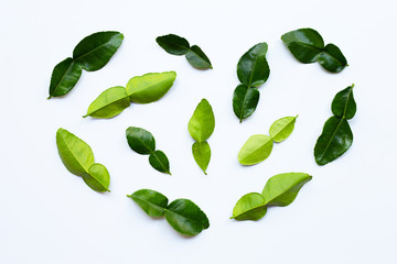 Bergamot kaffir lime leaves herb fresh ingredient isolated on white background.
