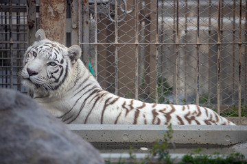 ホワイトタイガー