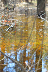 Landscape - early spring in the forest