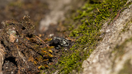 background lichen tree old