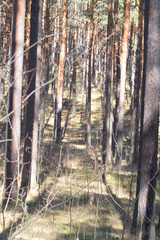 Landscape - early spring in the forest
