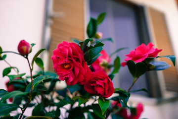 Beautiful camellia blooming outdoor near the window. Spring mood in the air. Italian culture and gardening