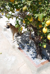 Garden Lemon Tree Planter