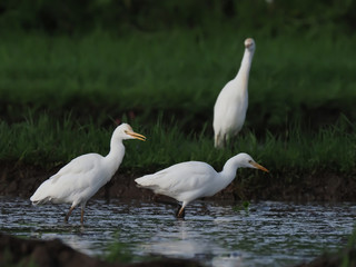 the egret's wild life