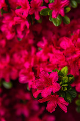 View of beautiful full bloom colorful Indian Azaleas ( Rhododendron simsii ) flowers lighted up at night