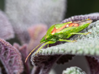 Shield Bug on Sage Plant